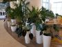 Office Plants Services - PLANTZ US