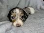 Dachshund Female for sale