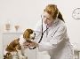 Dog And Cat Wellness Tests And Examinations In USA