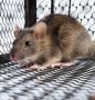 Trusted Rodent Control Specialists in Berwick