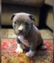 Pitbull puppy ready for a new home!!
