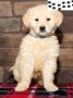 Best Golden Retriever Puppies