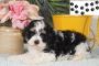  Pure Puppies Breed