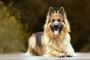Best Cbd for dogs Best Cbd for dogs