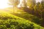 Top 5+ tea gardens for sale in Jalpaiguri with tea