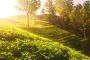 Top rated Tea Garden sale with tea tourism benefit in Dooars