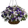 Hanging Flower Baskets Make Your Garden More Colourful