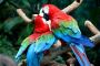 Macaws and Fertile Parrot Eggs