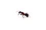 Why Allow The Ants To Roam About Freely In Your Kitchen? 