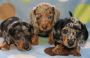 Mini Dachshund puppies for sale with 50% Discount Available