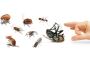 Looking for effective pest control in Kansas City, MO?