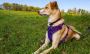 Exploring the World of Secure Dog Harnesses