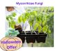 Buy Mycorrhizae Fungi - Halloween Limited-Time Offer