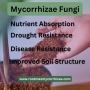 Boosting Plant Wellness: The Advantages of Mycorrhizae Fungi