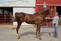 Adopt a Horse – Give a Rescue a Forever Home Adopt a Horse – Give a Rescue a Forever Home