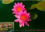Know How to Plant Water Lily Seeds with Saiwc