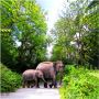 Book in 2024 Dooars Tour with Jaldapara Elephant Safari