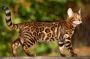 Exotic Queen Bengal Cats & Kittens for Your Family Home