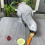 "Exquisite Avian Companions: DNA-Tested African Grey and Ama