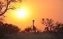 Explore the Wonders of Zambia with Let's Talk Travel