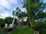 Expert Tree Trimming Services in San Antonio