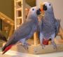  African grey parrots ready