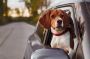 Dog-Friendly Cab in Fort William: Your Pet's Comfort is Our 