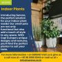 Small Pots for Indoor Plants | Decorative Indoor Flower Pots