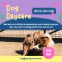 Premium Dog Daycare and Boarding services in Tacoma, WA