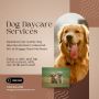 Exceptional Dog Daycare Services in Lakewood, WA 
