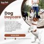 Trusted Dog Daycare Services Near Me for Happy Pups!