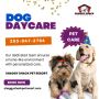 Premier Dog Daycare Services in Puyallup for Happy Pups