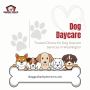 Trusted Choice for Dog Daycare Services in Washington