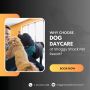 Why Choose Dog Daycare at Shaggy Shack Pet Resort?