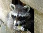 Find Services for Raccoon Removal from Simcoe Muskoka Wildli