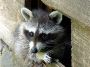 Simcoe Muskoka Wildlife Removal: Raccoon Removal in Barrie
