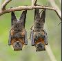 Simcoe Muskoka Wildlife Removal Expert Bat Removal in Barrie