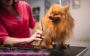Dog Grooming Services in Brampton & Mississauga | Snuggles a
