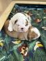 Two beautiful male and female English Bulldogs are ready for