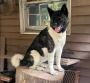 Exquisite Akita Puppies for Sale at Spartan Akitas! Reserve 