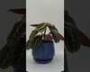 Rare Exotic Plants: Buy Air Plants Online in the USA 