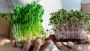 Grow Healthier with a Fresh Microgreen Kit Today