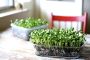 Harvest Freshness: Start Growing with Our Microgreens Kit