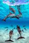 Book Your Dolphin Swim Event in Kona Hawaii