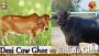 Difference Between Cow Ghee and Buffalo Ghee