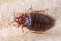 How To Get Rid Of Bedbug Control Singapore? | SystemPest