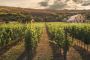 Australian wine industry history