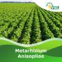 Metarhizium Anisopliae |Peptech Biosciences