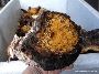 Are you searching for Canadian Chaga Mushroom For Sale
