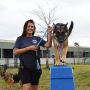 Transform Your Pooch with Premier Dog Training in Houston